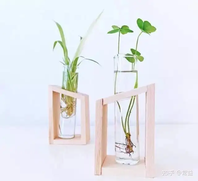 这些水培绿植非常适合养办公室桌面上 四季都不用管 少加点水就行了 知乎