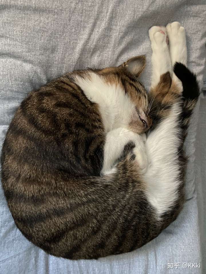 背上的花纹感觉应该是狸花猫吧