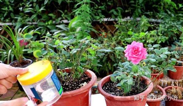 园艺肥料 五花八门 买太多没用 只准备几种 养花种菜都可以 知乎