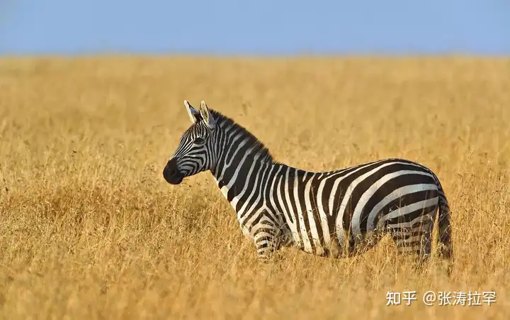 平原斑马：挺拔独行的非洲小精灵