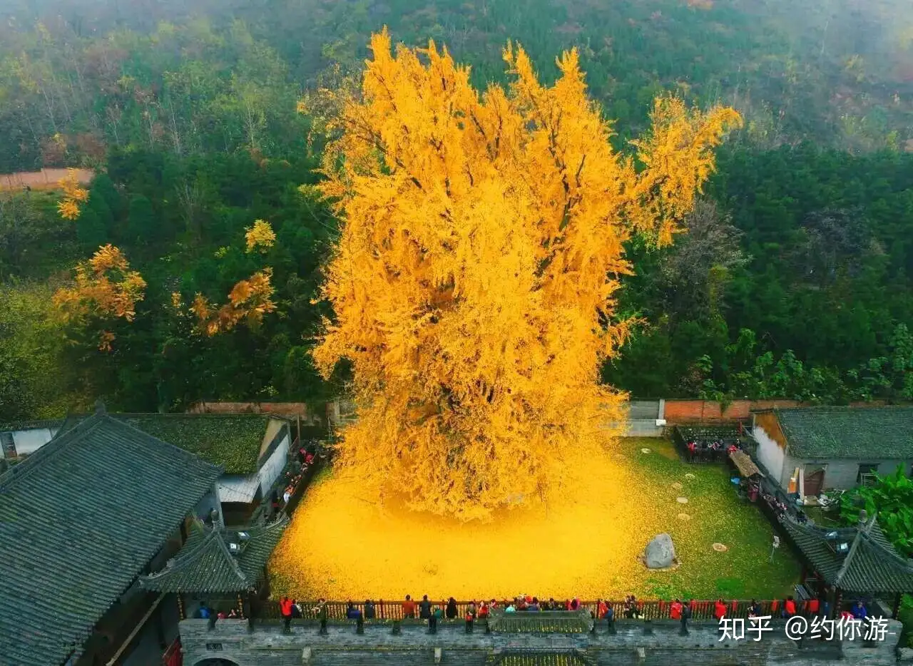 李世民栽了棵银杏树,整整美了1400年! - 知乎