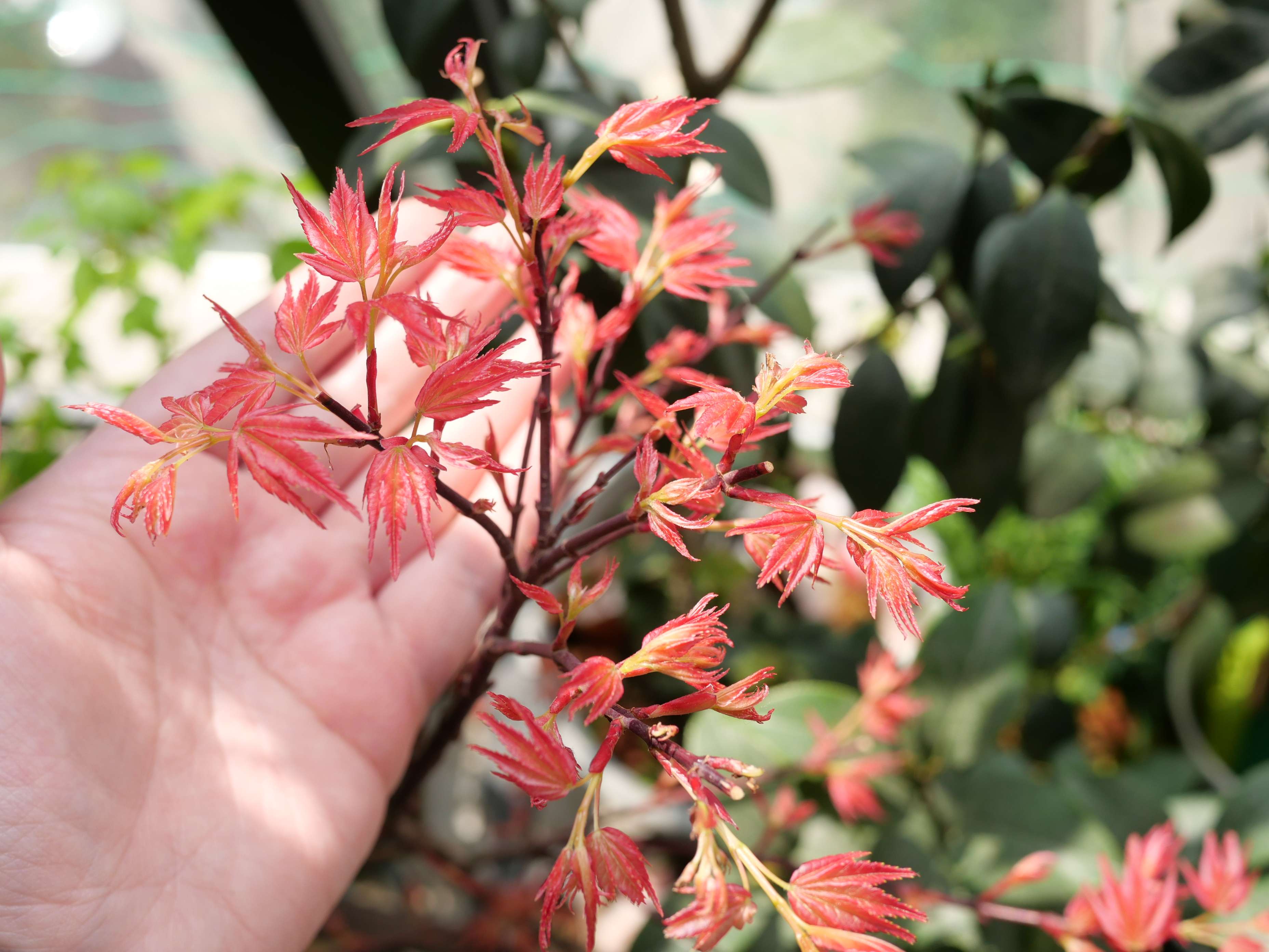 星仔233 的想法: #枫树# #春天在哪里# #青玄# 枫树04 青玄… - 知乎