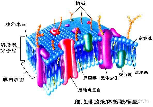 细胞膜的样子图片