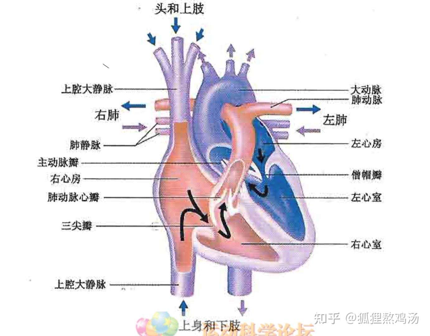 Nsca1 运动科学2心血管系统和呼吸系统的结构和功能 知乎