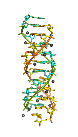rna可能形成双螺旋结构吗?
