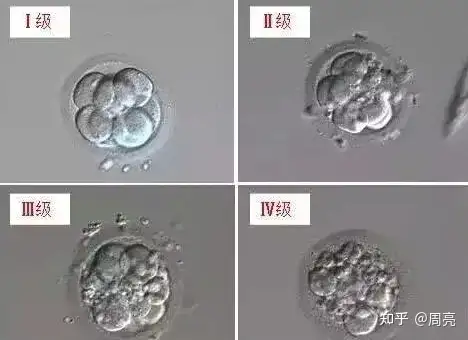 成都供卵机构（试管科普｜什么是优质胚胎，试管婴儿的胚胎分级你必须知道）