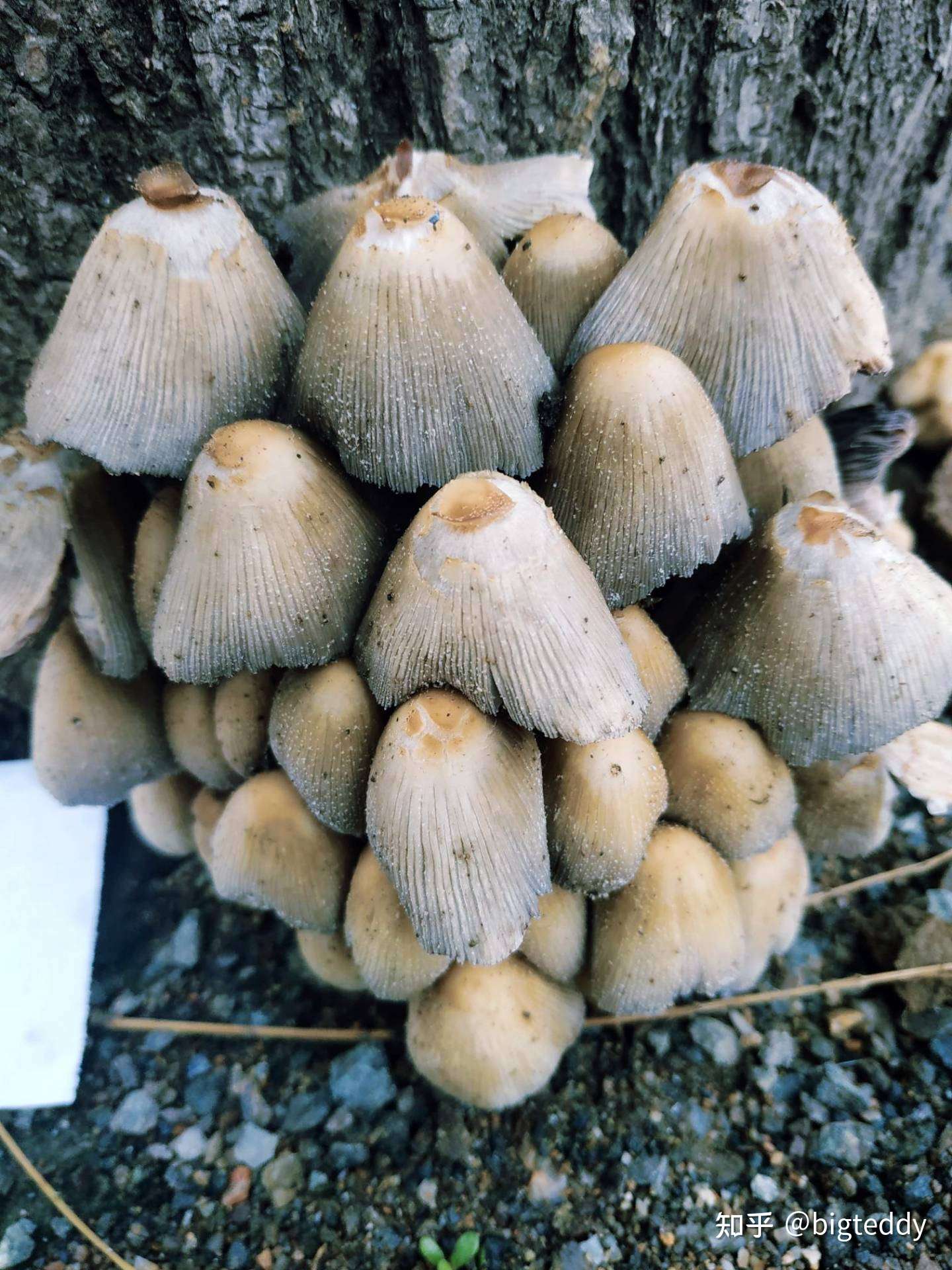 狗尿苔蘑菇图片