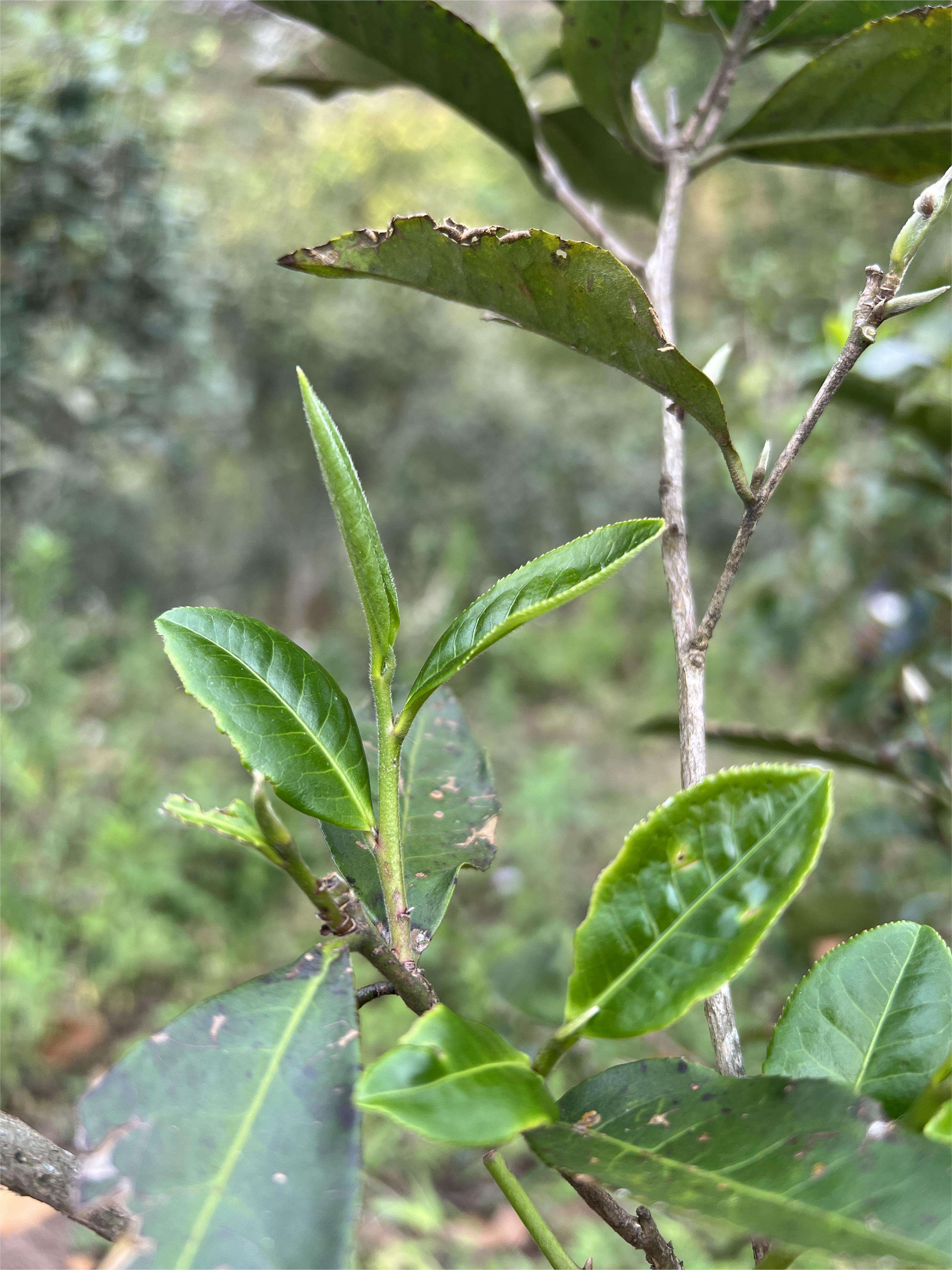 寻茶人老高 的想法: 曼松王子山凭什么坐稳"贡茶"头把交椅?… - 知乎