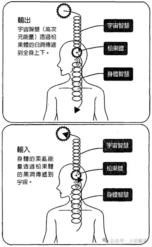 神奇的松果体，奥秘远超想象-人的解读