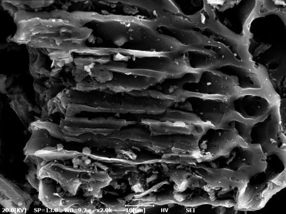 活性炭显微镜图片