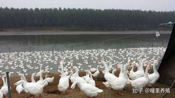 大美鵝李老師教你一畝大棚養鵝密度多大合適養鵝需要什麼條件