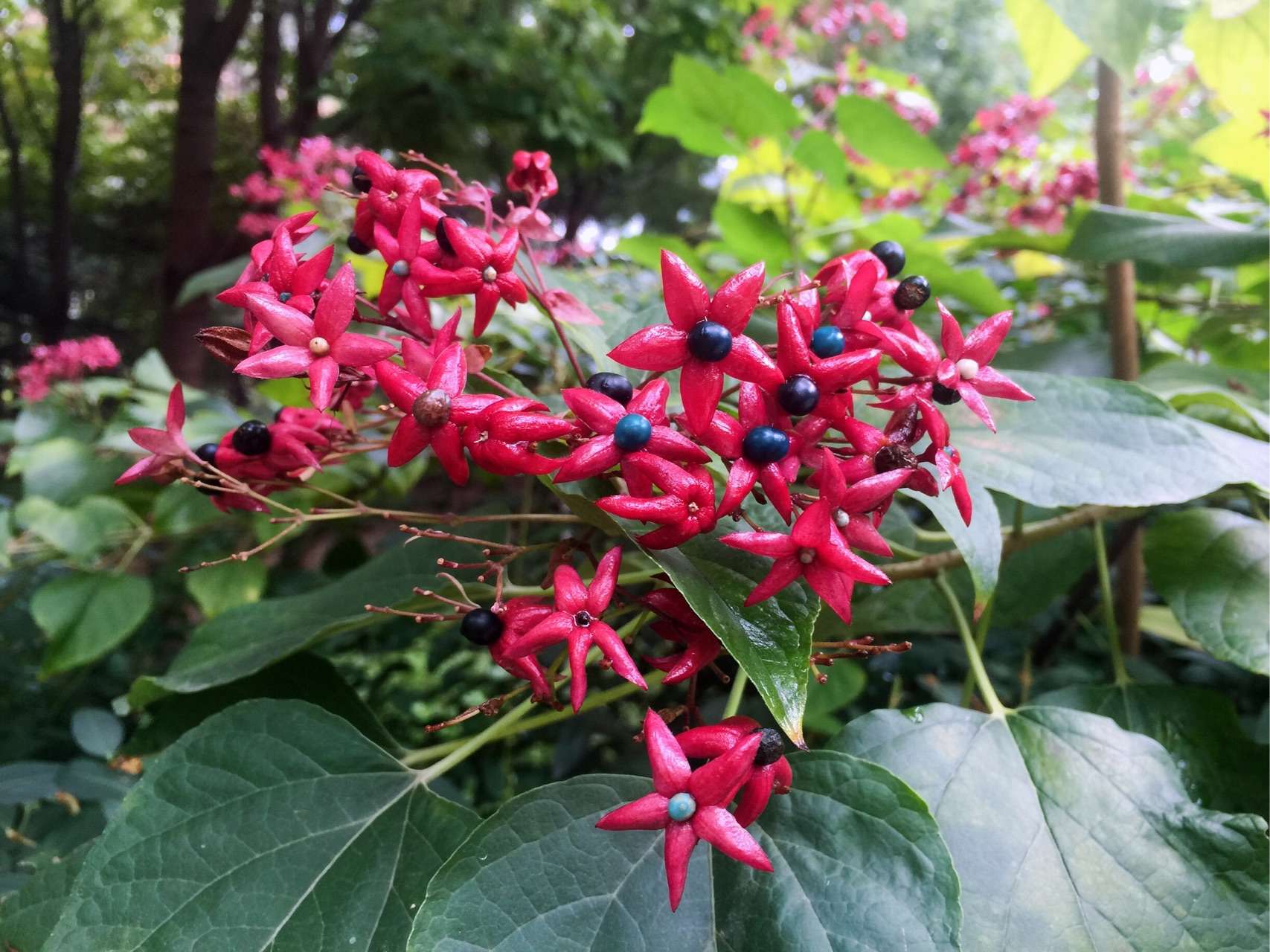 黄常山的养殖方法