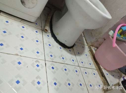 怎么处理厕所中不断产生的小飞虫蛾蚋