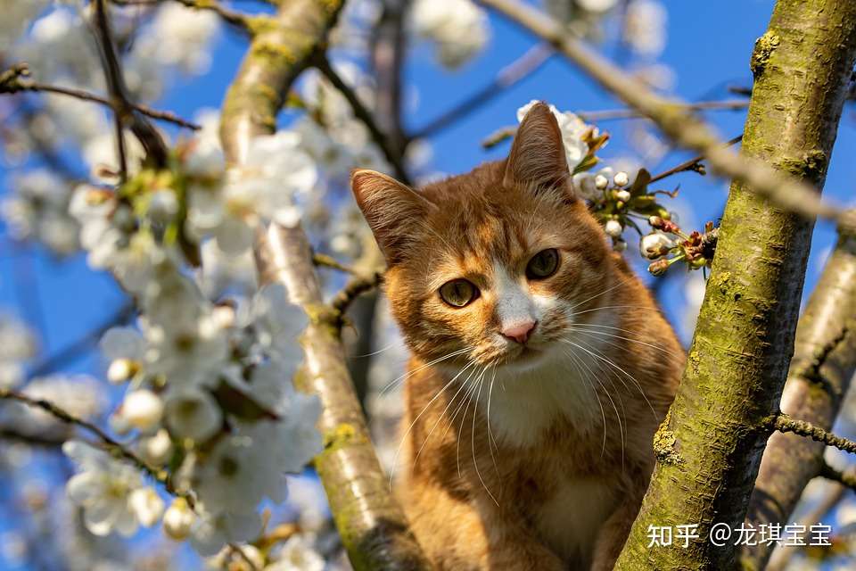 百加世 就是不想吃饭 夏天猫猫食欲下降怎么办 知乎