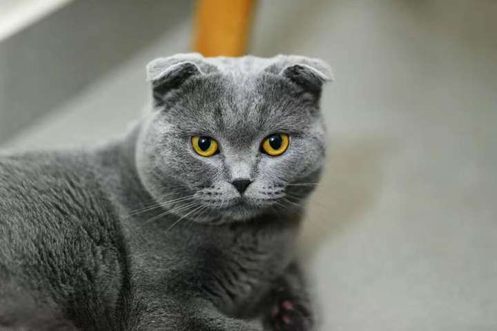 为什么大家都不要领养一只成年的折耳蓝猫?