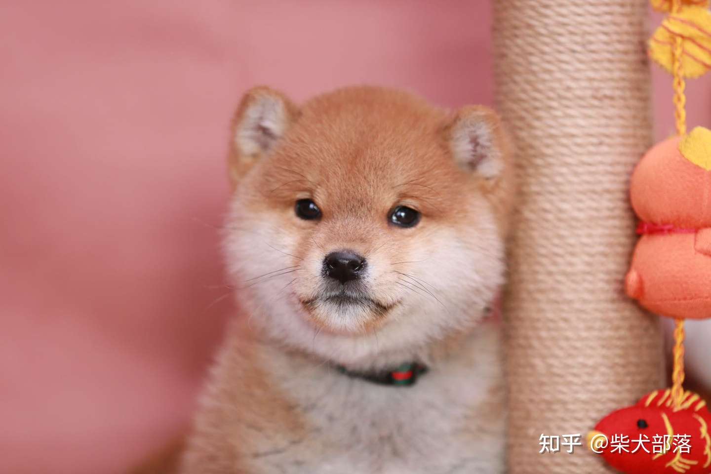 新一线城市的柴犬价格分析 知乎 新一线城市的柴犬价格分析 知乎