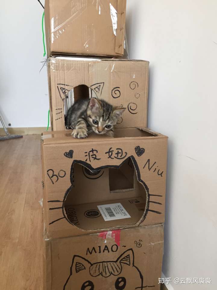 怎么用纸箱子diy猫屋