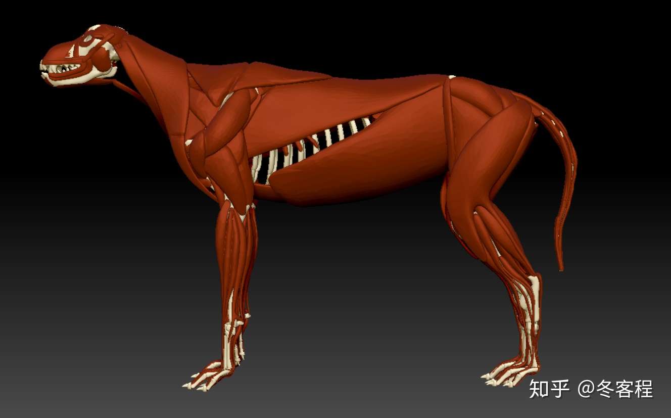 动物解剖 狗科3d肌肉模型 知乎