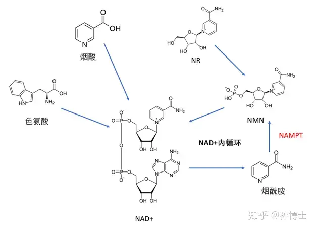 NMN——智商税中税！如何避免NAD+产品的智商税- 知乎