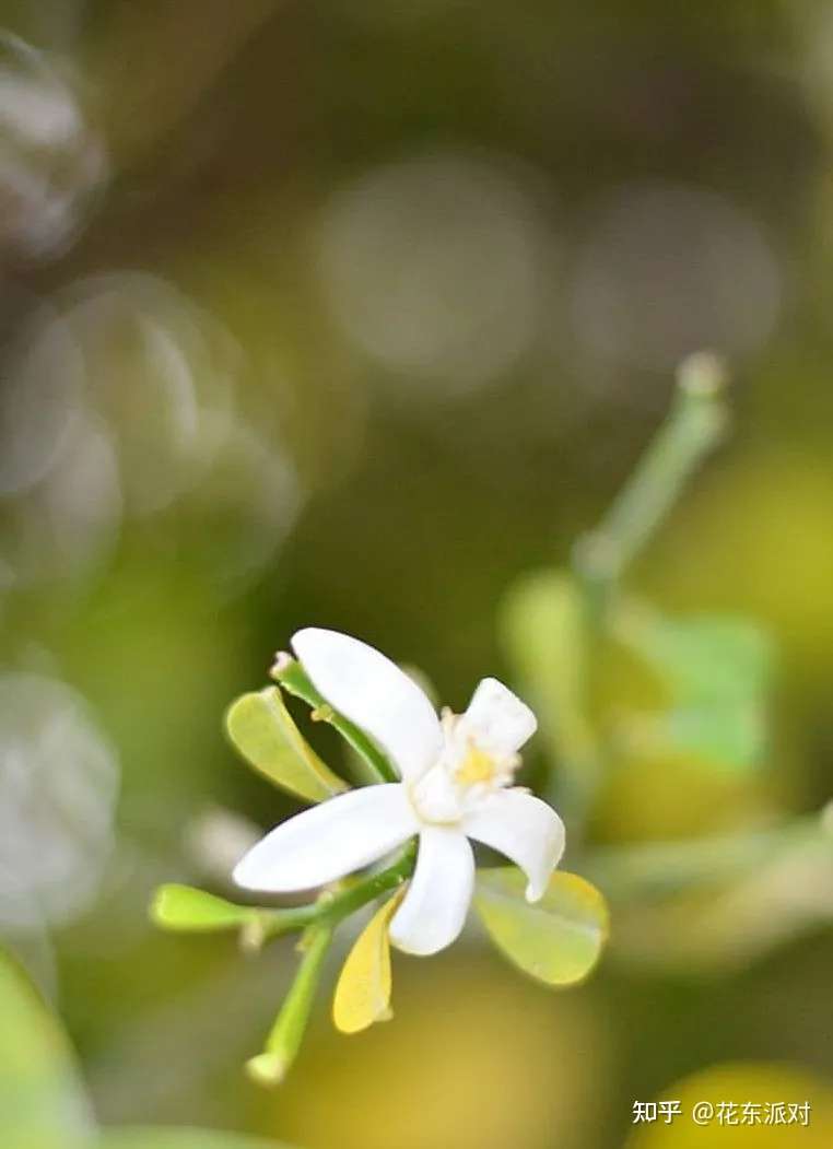 春天在橙花的花开花落间 彻底结束了 知乎