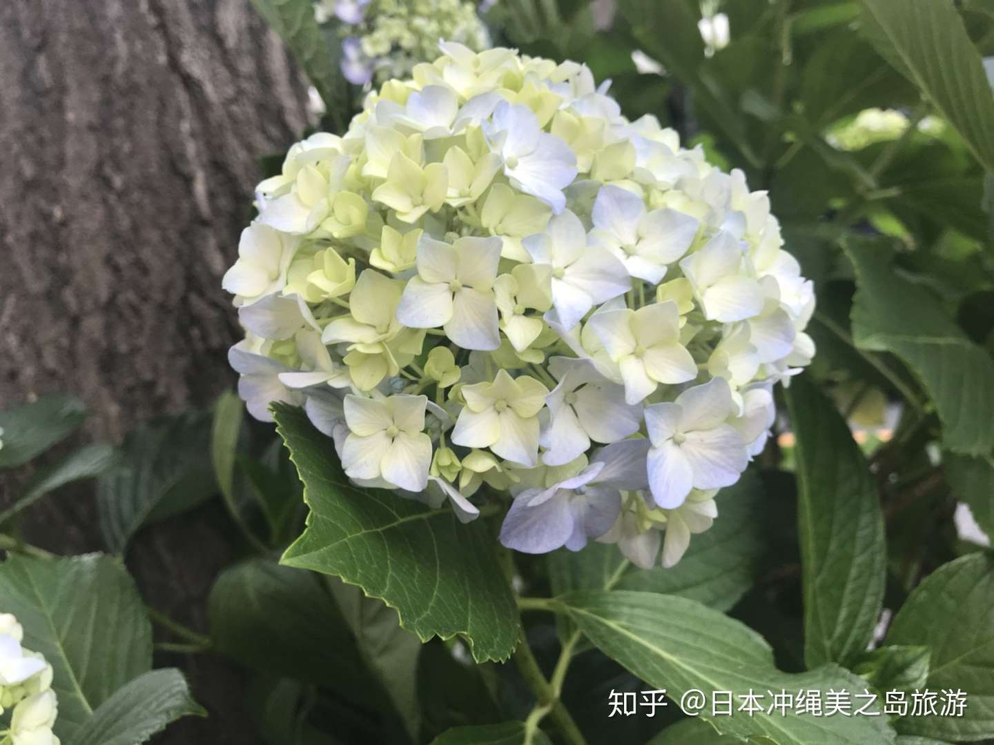 最も共有された 紫陽花葉2181 紫陽花葉っぱ Muryothink