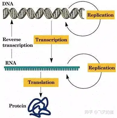 中心法則1dna脫氧核糖核酸