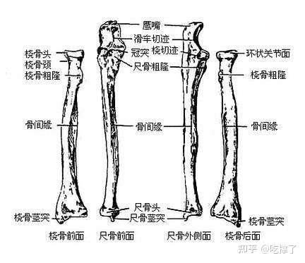 它有一个向内扣的结构,像老鹰的嘴,解剖学上就称之为尺骨鹰嘴.如下图.