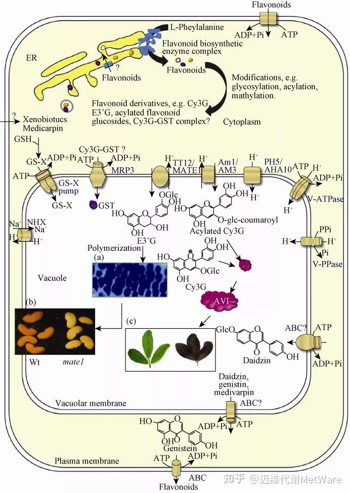 色泽专题 一 花青素的结构 合成和功能 知乎
