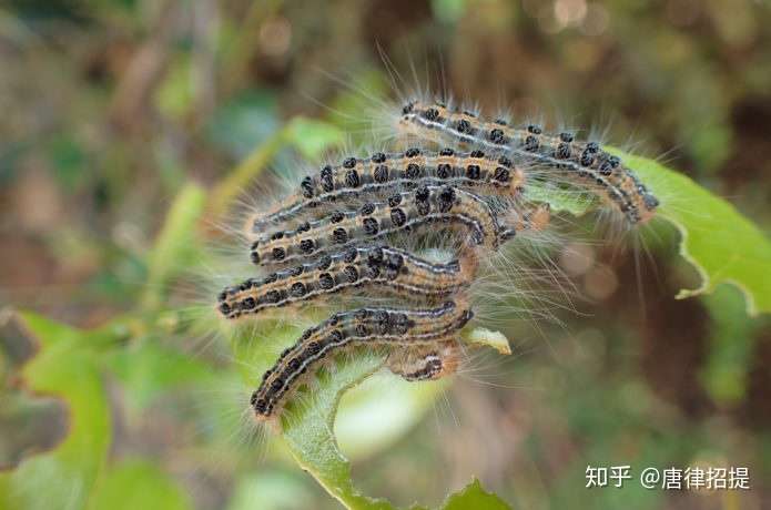 椿花 山茶花 日本庭園中必不可少的花 知乎