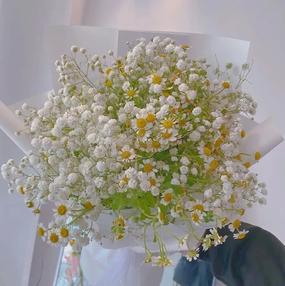 十二星座专属鲜花你是哪一个 看看尚花谊准备的星座专属鲜花吧 知乎