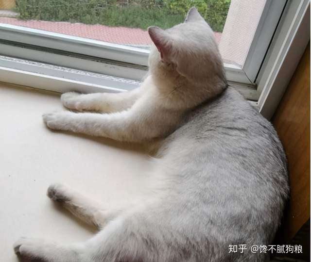 猫咪为什么喜欢看窗外,是想要出去吗?背后是有原因的!