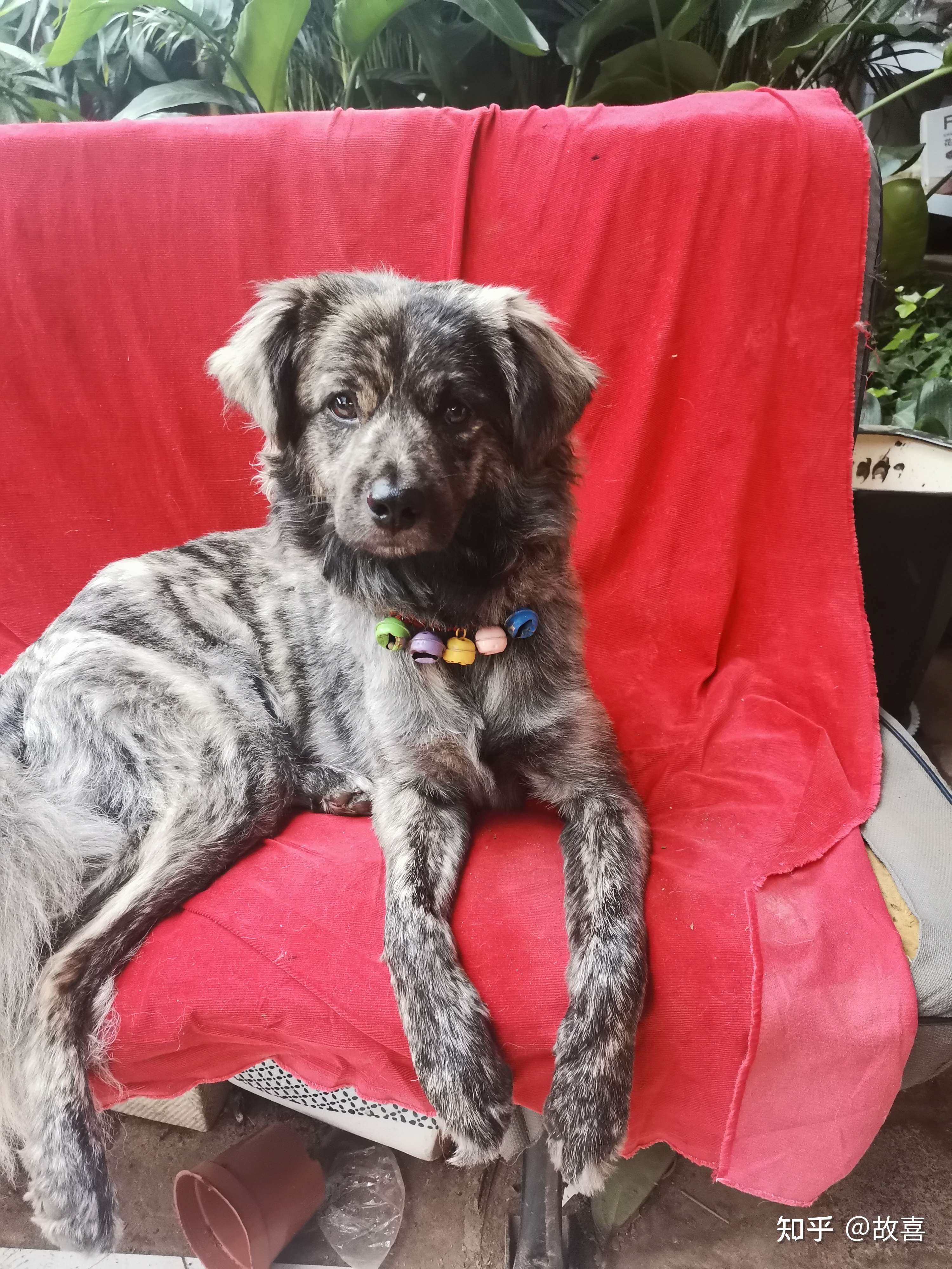 故喜 的想法: 这到底是个什么狗,什么串什么#宠物# - 知乎
