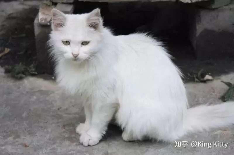 当你的猫咪老了 知乎