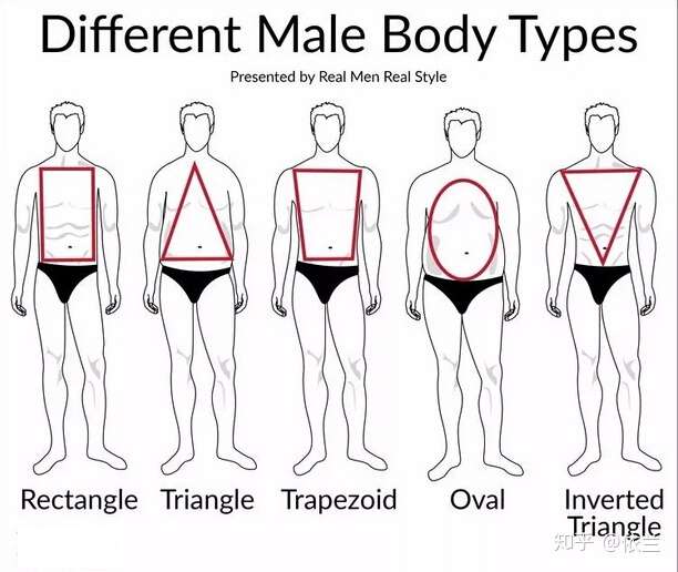 男士体型与女士体型大全 看看你真的了解自己是什么体型吗 知乎