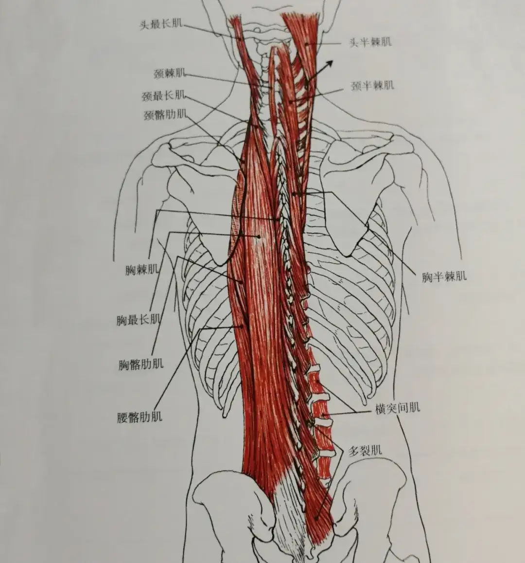 跨越整个背部的竖脊肌最易受伤 8个动作远离损伤 知乎