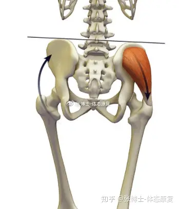 一,臀中肌的功能和对骨盆位置的影响