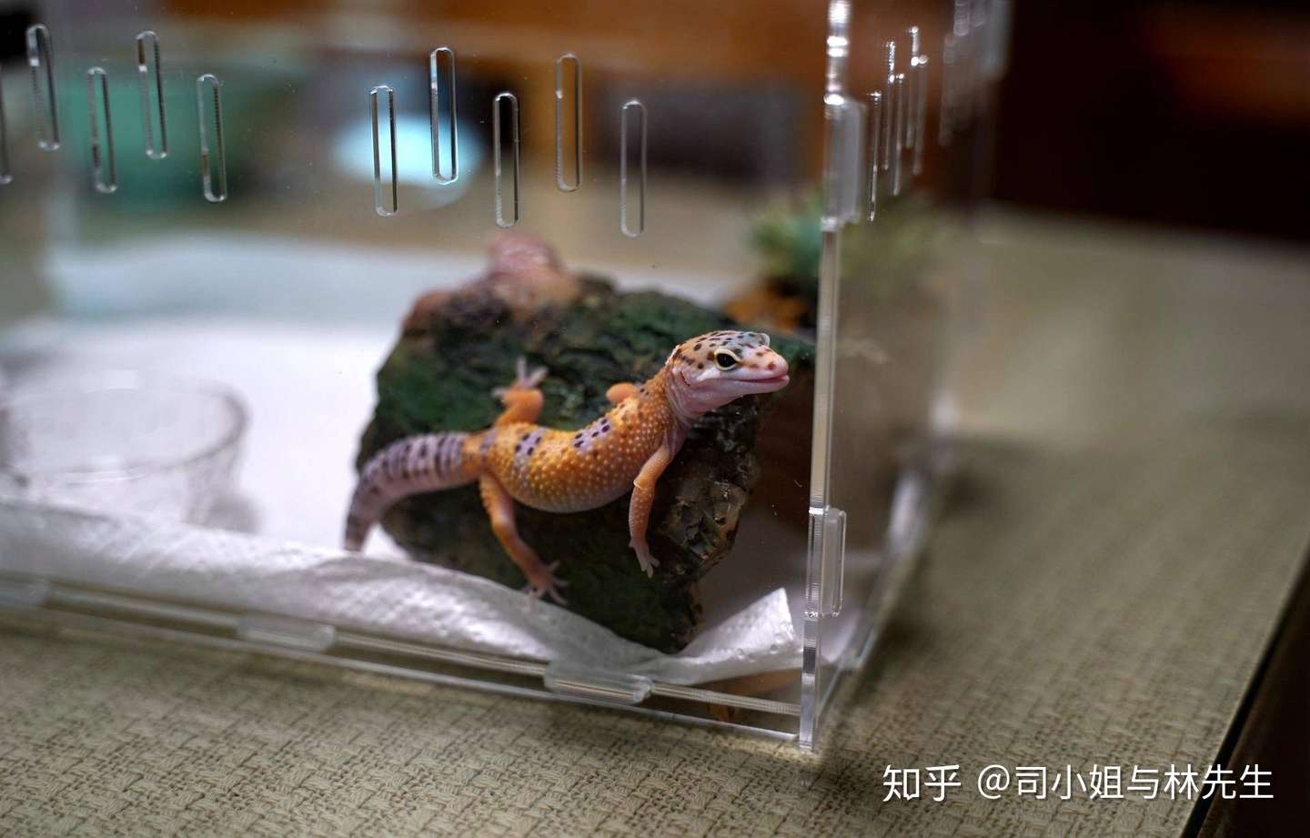 如何饲养一只豹纹守宫 爬宠爱好入门 中集 知乎