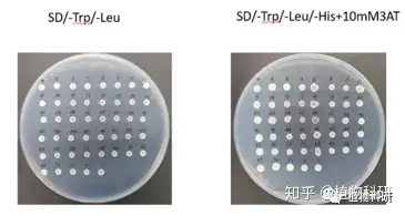 中國科學院植物研究所酵母單雜交文庫篩選客戶案列展示