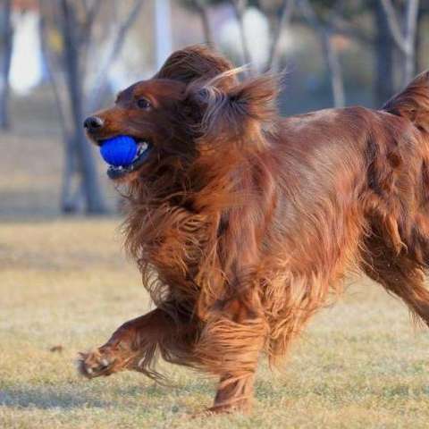 蹲猎犬(英文名:irish red setter),别名:爱尔兰雪达犬,爱尔兰蹲猎犬