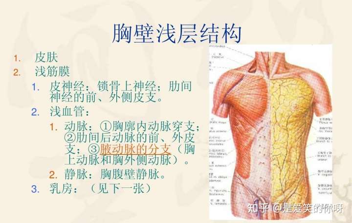 一般胸壁比较薄的人更适合做假体联合自体的隆胸.