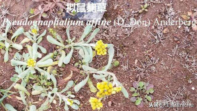 我眼中的春天 小野花也有大名字 知乎