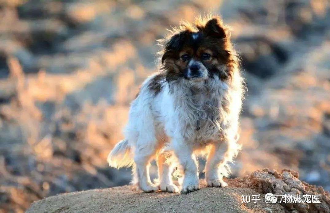 流浪动物的心声 知乎