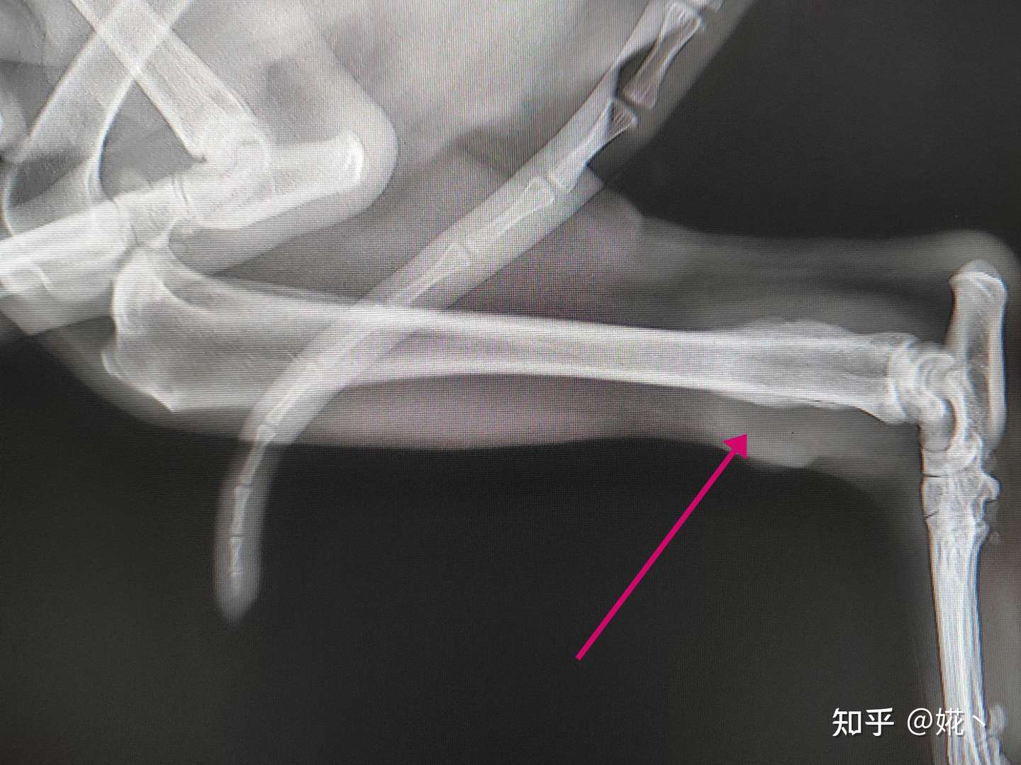 一条骨肉瘤金毛的日常 知乎