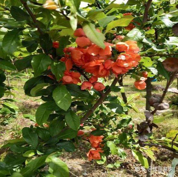 富贵王子花树图片