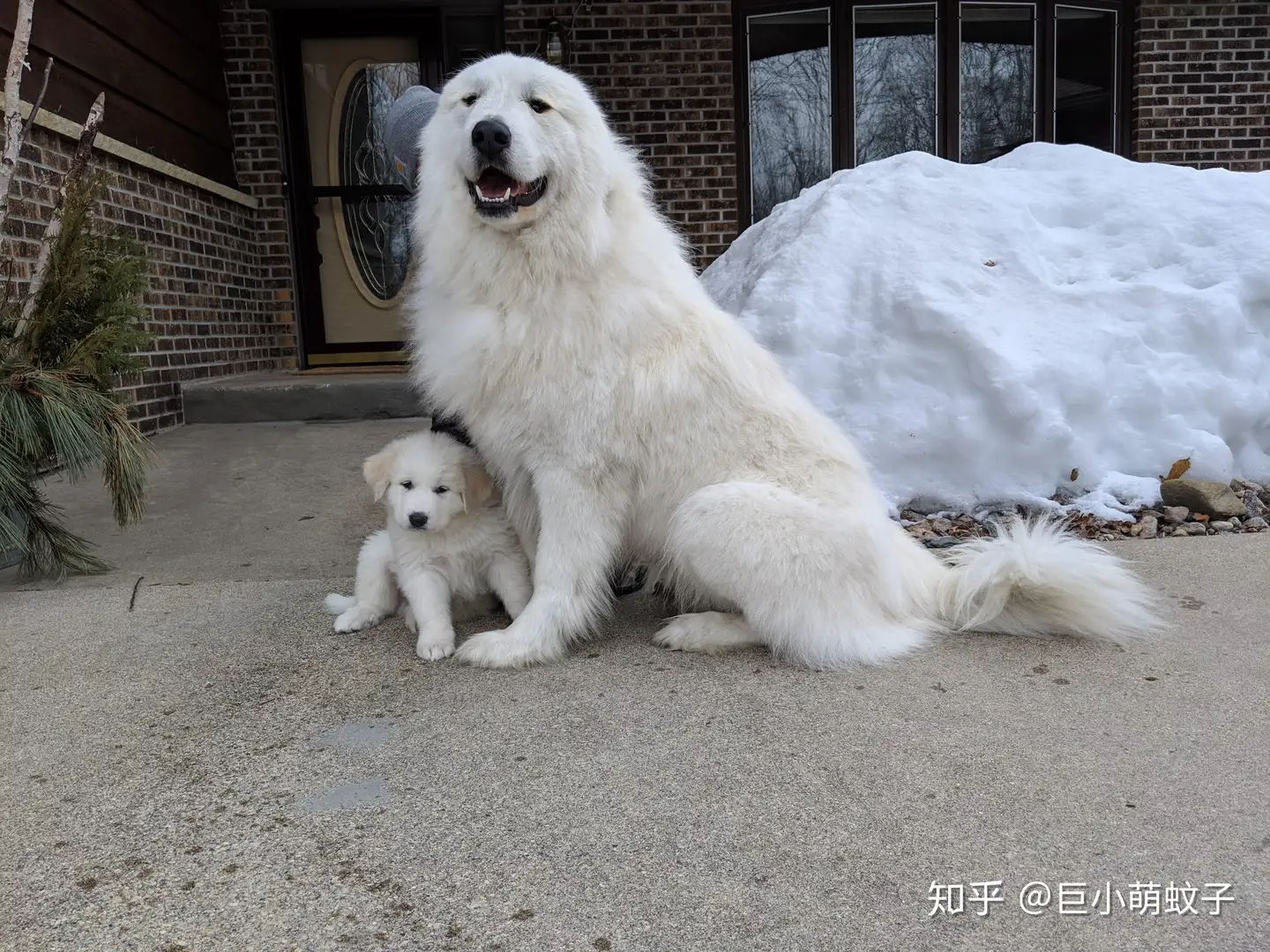 大白熊犬被禁养很冤 这种狗狗不仅亲人 对小动物还极其温柔 知乎