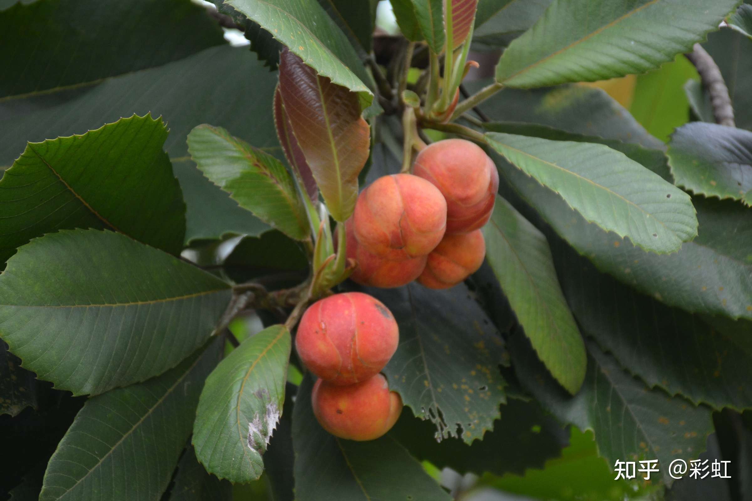 彩虹 的想法: 大花五桠果 - 知乎