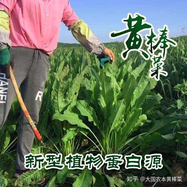 什么是黄棒菜