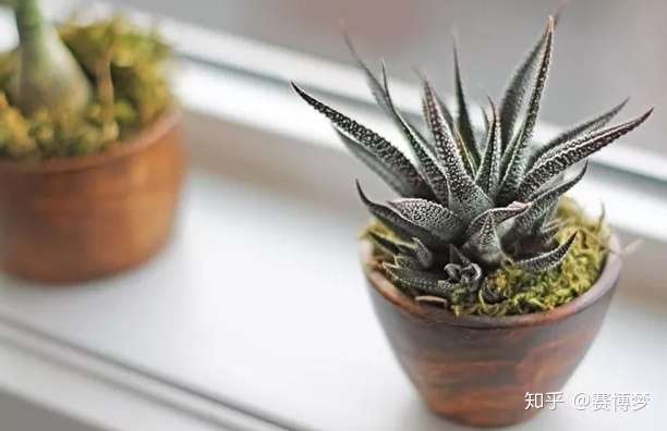 把仙人掌放在厕所里吧 消除坏情绪的正确方式 知乎