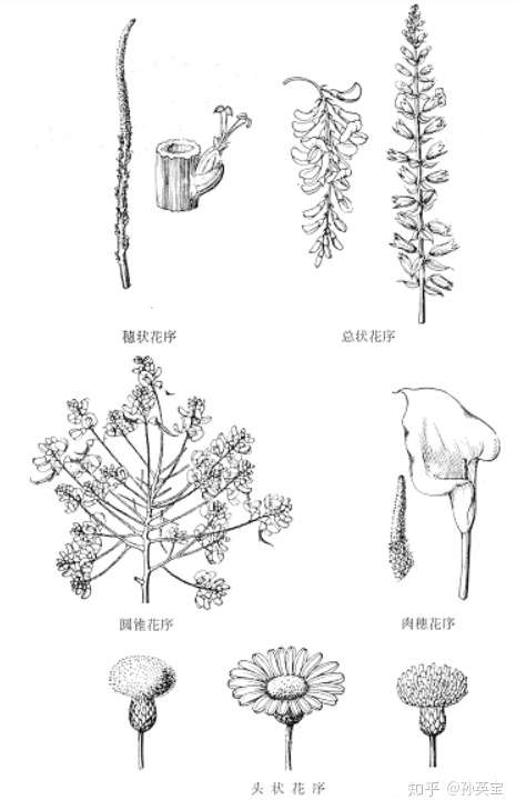 植物科学绘画之花序的绘画方法 知乎