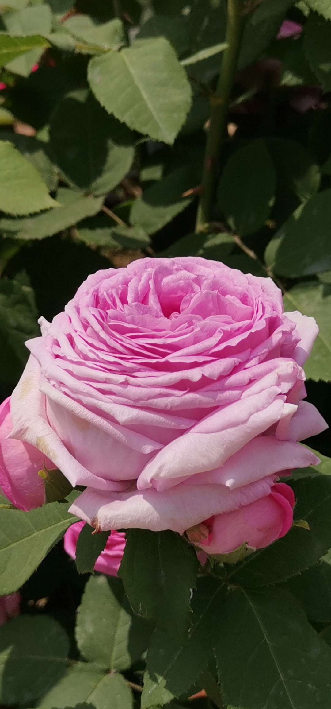 海是不是蓝色 的想法: 重瓣月季花 | 路边看到了这么美丽的花